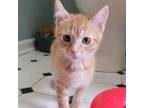 Adopt Quinn A-8116 a Domestic Short Hair