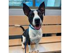 Adopt Quentin a Pit Bull Terrier