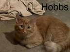 Adopt Hobbs a Domestic Medium Hair