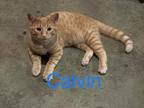 Adopt Calvin a Domestic Short Hair