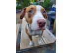 Adopt Buttercup a Labrador Retriever, Pit Bull Terrier