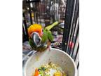 Adopt Nibbles and Baby a Conure