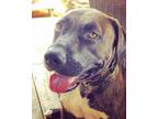 Adopt Remi Rae a American Staffordshire Terrier, Labrador Retriever