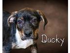 Ducky Hound (Unknown Type) Puppy Male
