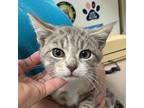 Vinca Domestic Shorthair Kitten Female