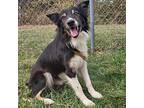 Theodore (Theo) B Border Collie Adult Male
