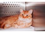 69606a Jasper-Pounce Cat Cafe Domestic Shorthair Adult Male