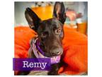 Adopt Remy a Dutch Shepherd