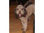 Scully Goldendoodle Young Male