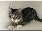Kali Domestic Shorthair Young Female
