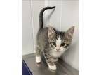 Zen ~ Available at J&K Mega Pet in Wabash, IN! Domestic Shorthair Kitten Male