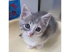 Versace Domestic Shorthair Kitten Female