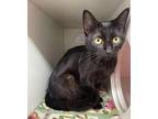 Bristol Domestic Shorthair Adult Female