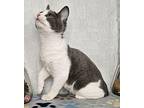 Maple Domestic Shorthair Kitten Female