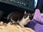 Gulab Domestic Shorthair Kitten Male