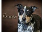 Goose Australian Cattle Dog Young Male