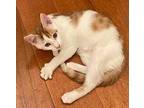 Creamsicle Caleb (SWEET❤️) Domestic Shorthair Kitten Male