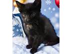 Cyprus Domestic Shorthair Kitten Female