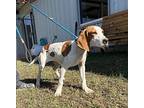 Eddie Treeing Walker Coonhound Puppy Male