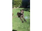 Adopt Carmelo a Mountain Cur, Shar-Pei