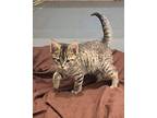 Taco Domestic Shorthair Kitten Male