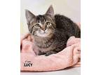 Lucy Domestic Shorthair Young Female