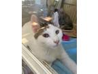Fred Domestic Shorthair Young Male