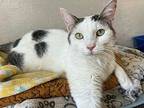 Branch Domestic Shorthair Young Male
