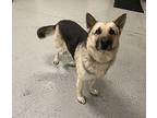 TANNER ~ $0 Adopt fee! SPONSORED!! German Shepherd Dog Adult Male