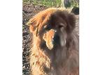Adopt Chaz a Tibetan Mastiff