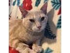 Adopt Cheeze a Tabby, Domestic Short Hair