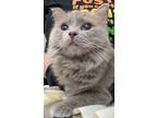 69500A Pearl-Pounce Cat Cafe Domestic Longhair Adult Female