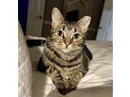 Garbo GiGi Domestic Shorthair Adult Female