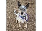 Adopt Blue a Australian Cattle Dog / Blue Heeler