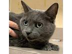 Zoey Russian Blue Adult Female