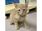 Pistachio Domestic Shorthair Kitten Male