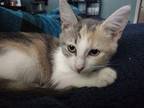 Butterscotch Domestic Shorthair Young Female