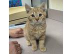 Yarrow Domestic Shorthair Kitten Male