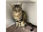 Pippin Domestic Shorthair Adult Female