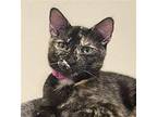 London (Courtesy Post) Domestic Shorthair Young Female