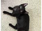 Loving Licorice (Lap kitty!) Domestic Shorthair Young Male