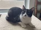 Susie ~ Available at PetSmart Warsaw, IN!! Domestic Shorthair Young Female