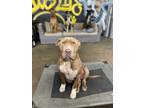Adopt Pinon a American Bully, Staffordshire Bull Terrier
