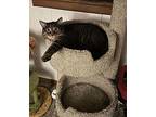 Chubbs Domestic Shorthair Adult Male