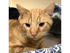 Merlin Domestic Shorthair Young Male