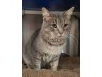 HENRY TWO Domestic Shorthair Young Male