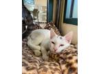 Nitrogen Domestic Shorthair Young Female