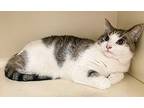Moses Domestic Shorthair Adult Male