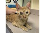 Indian Domestic Shorthair Young Male