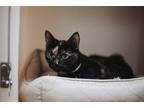69316A Miss Trunchbull-Pounce Cat Cafe Domestic Shorthair Adult Female